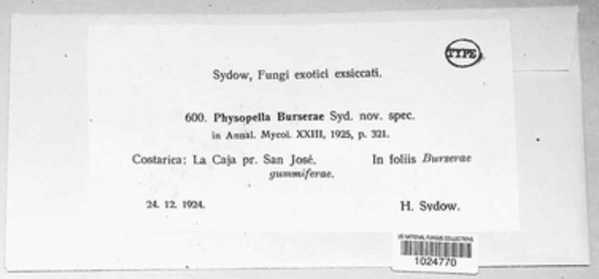 Phakopsora burserae image